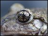 Midwife Toad Eye