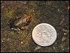 Midwife Toadlet