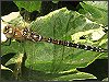 Migrant Hawker