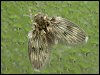 Moth-fly