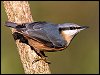 Nuthatch