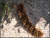 Oak Eggar