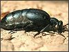 Oil Beetle