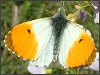 Orange Tip