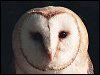 Barn Owl