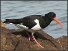 Oystercatcher