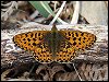 Pearl-bordered Fritillary