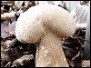 Pedicel Puffball