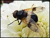 Narcissus Hoverfly