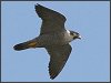 Peregrine Falcon