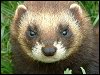 Polecat