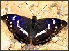 Purple Emperor