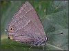 Purple Hairstreak