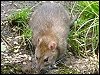 Brown Rat