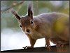 Red Squirrels