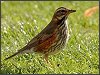 Redwing