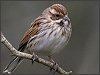 Reed Bunting