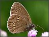 Ringlet