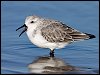 Sanderling