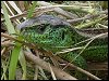 Sand Lizard