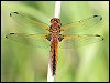 Scarce Chaser