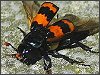 Burying Beetle