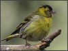 Siskin