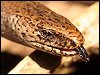 Slow-worm