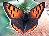 Small Copper