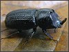 Rhinoceros Beetle