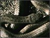 Smooth Snake