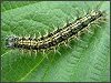 Small Tortoiseshell