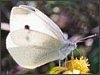Small White
