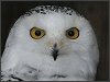 Snowy Owl