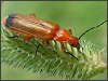 Soldier Beetle