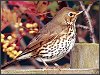 Song Thrush