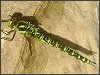 Southern Hawker