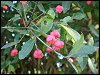 Spindle Tree