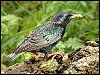 Starling