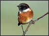 Stonechat