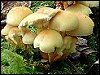 Sulphur Tuft