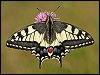 Swallowtail