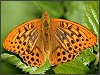 Silver-washed Fritillary