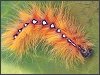 Sycamore Moth