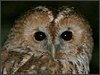 Tawny Owl