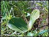 Twayblade Orchid