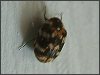 Varied Carpet Beetle