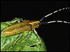 Golden-bloomed Grey Longhorn