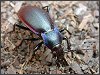 Violet Ground Beetle