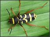 Wasp Beetle